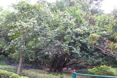 Clerodendrum heterophyllum